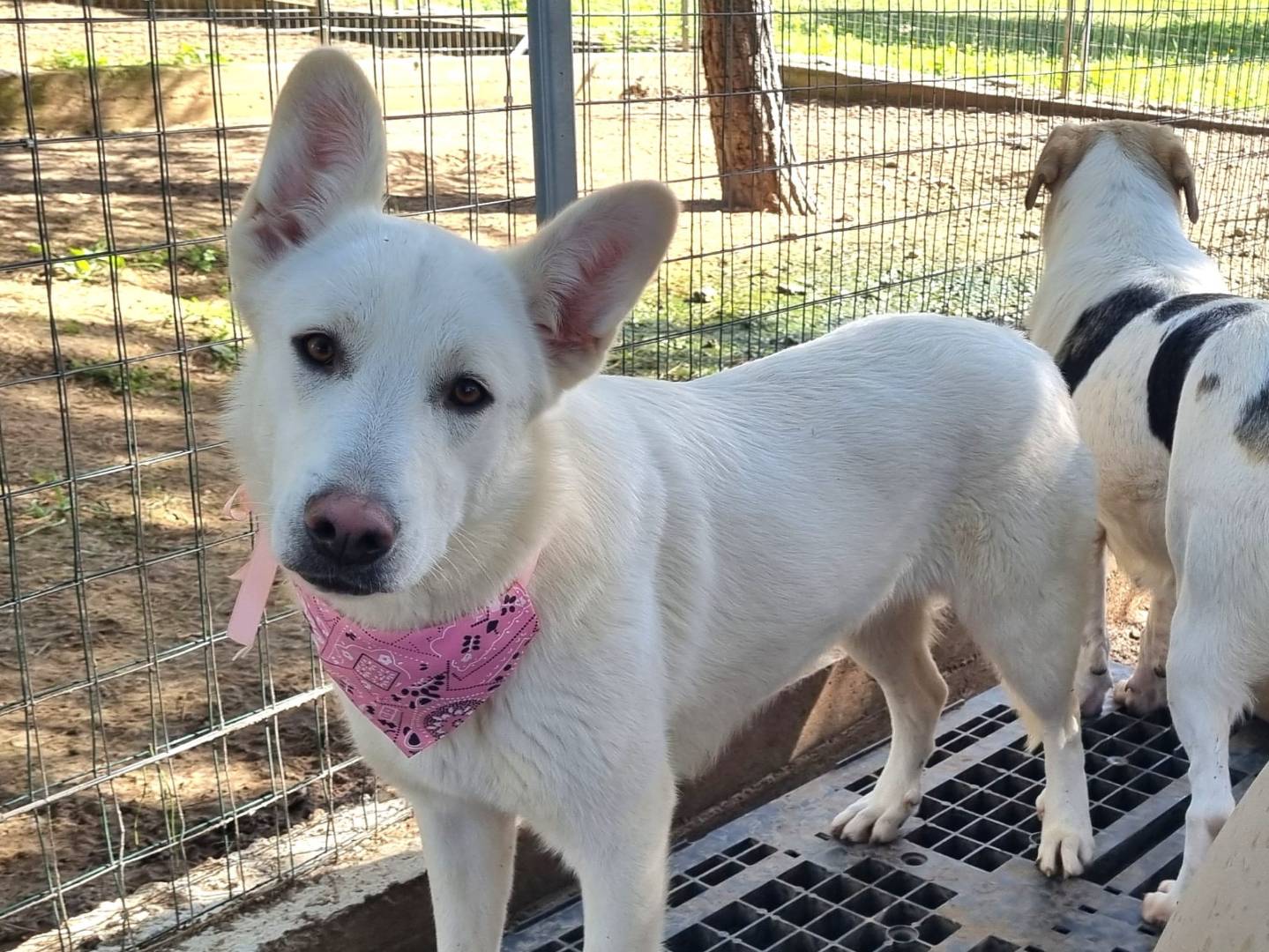 Adotta un cane, femmina, 11 mesi, Taranto