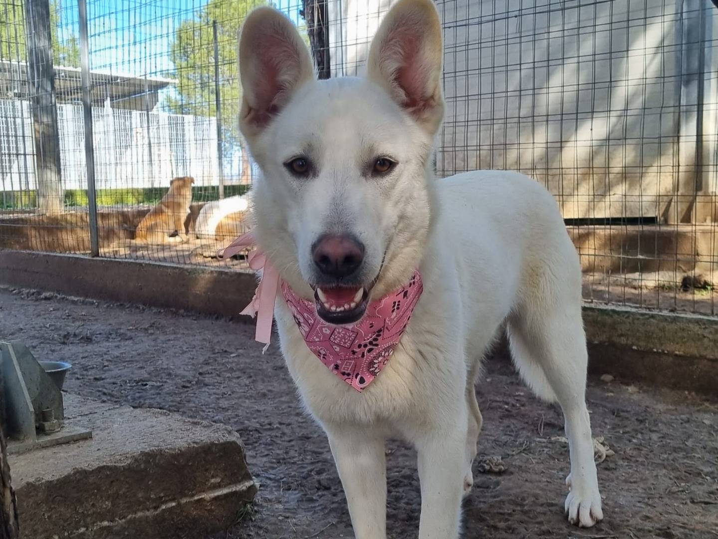 Vuoi adottare un cane a Taranto?