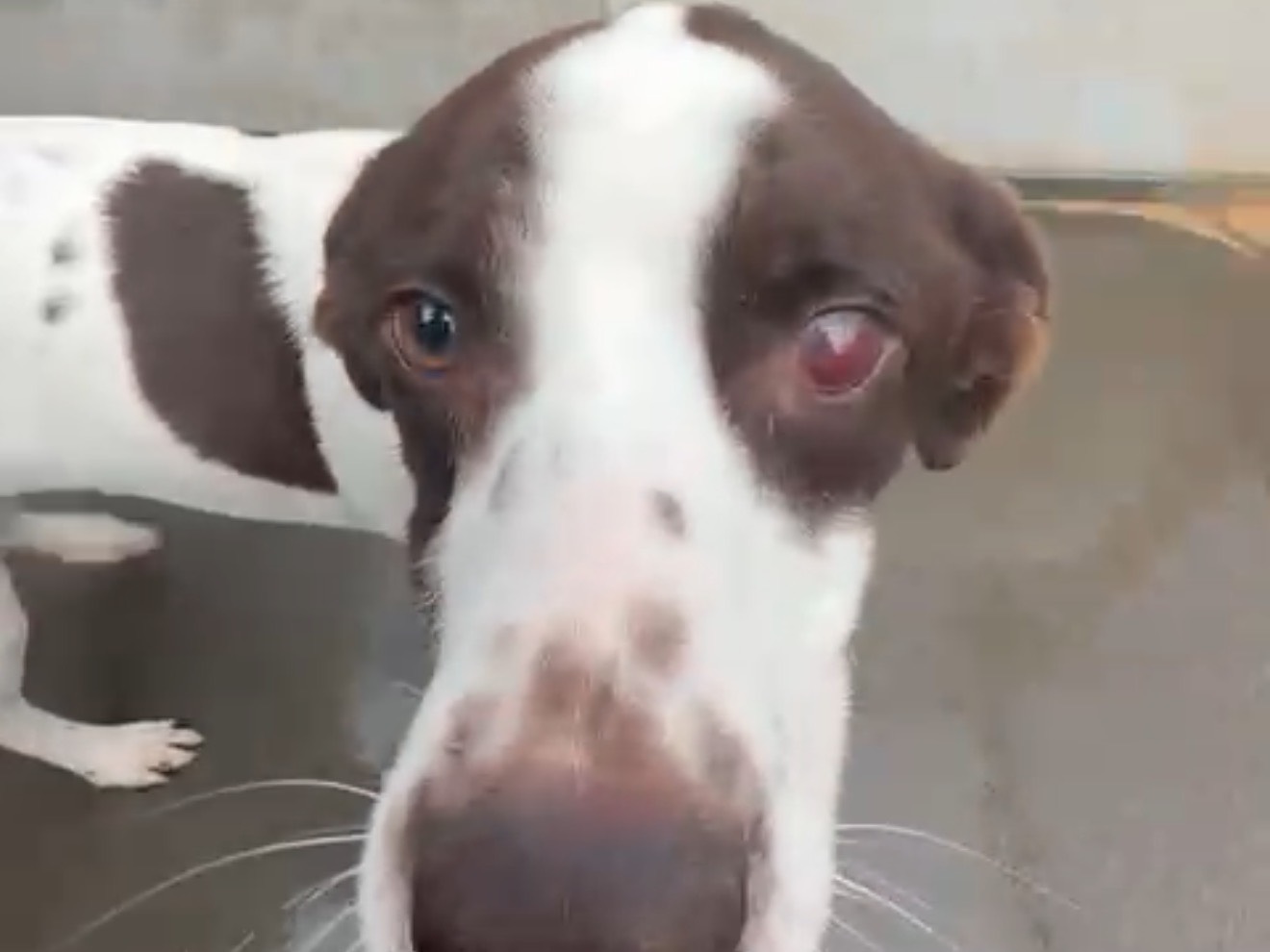 Vuoi adottare un cane a Latina?