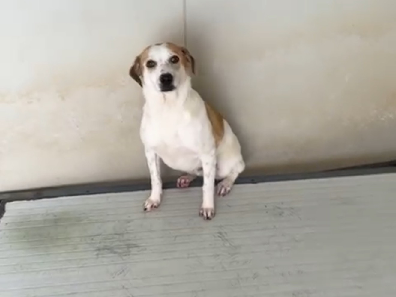 Adozione cane, maschio, Razza sconosciuta Razza sconosciuta, 11 mesi, taglia media contenuta, Latina