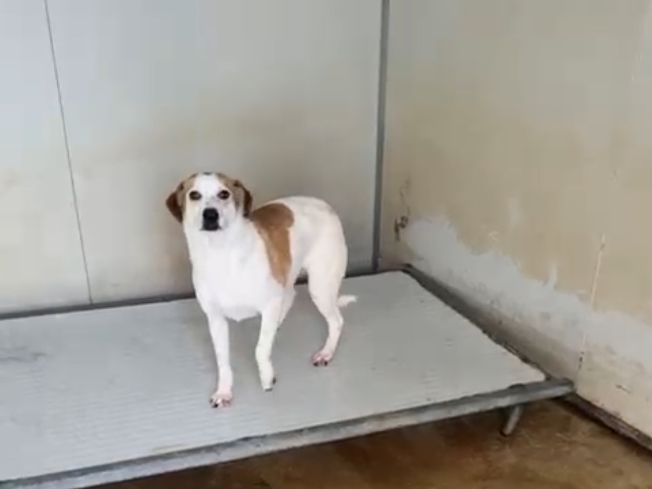 Adotta un cane, maschio, 11 mesi, Latina