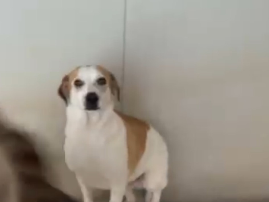 Adotta un cane, taglia media contenuta, maschio, Latina