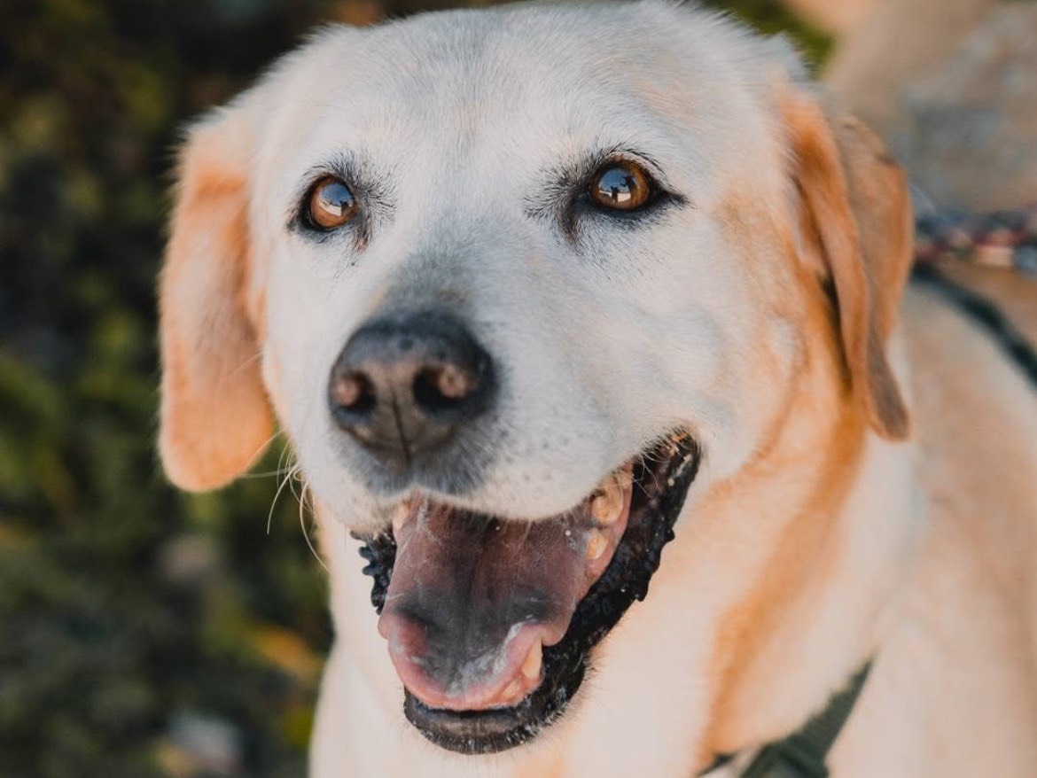 Adozione cane, femmina, Labrador Retriever Razza sconosciuta, 12 anni, taglia grande, Caserta