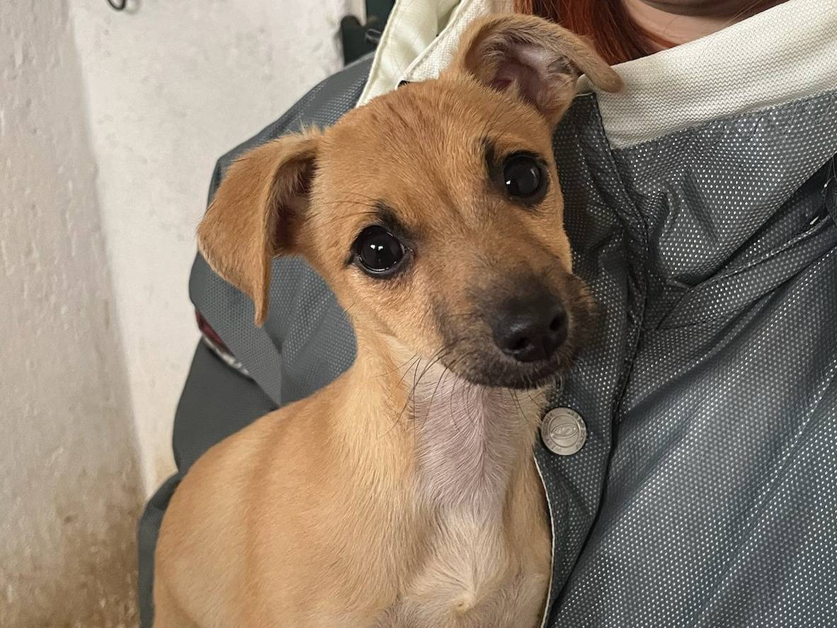 Adozione cane, femmina, Razza sconosciuta Razza sconosciuta, 6 mesi, taglia piccola, Milano