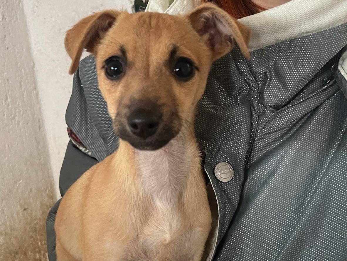 Adotta un cane, femmina, 6 mesi, Milano