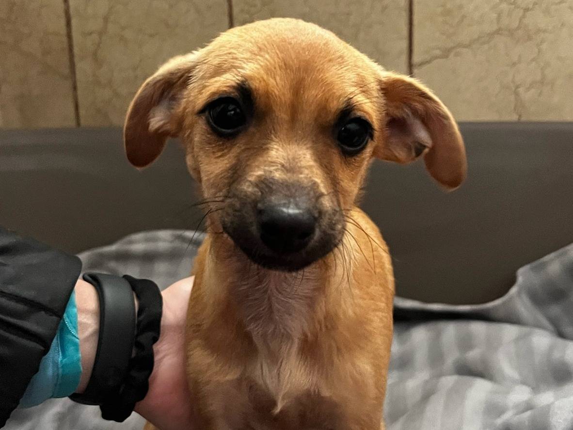 Adotta un cane, taglia piccola, femmina, Milano