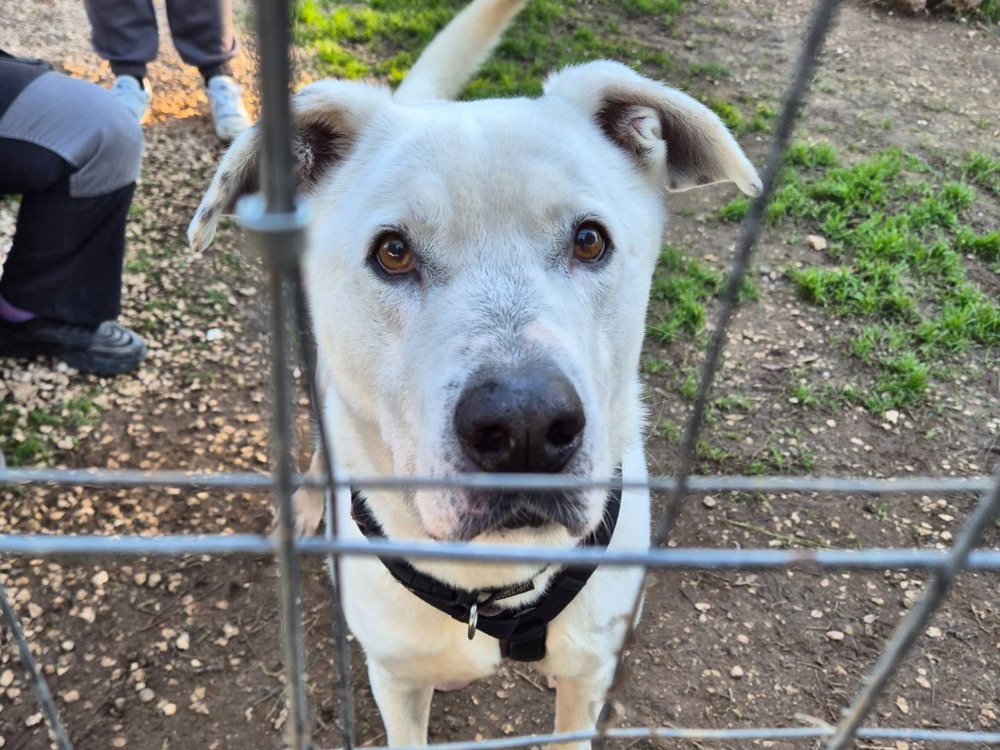 Adotta un cane, maschio, 5 anni e 5 mesi, Barletta