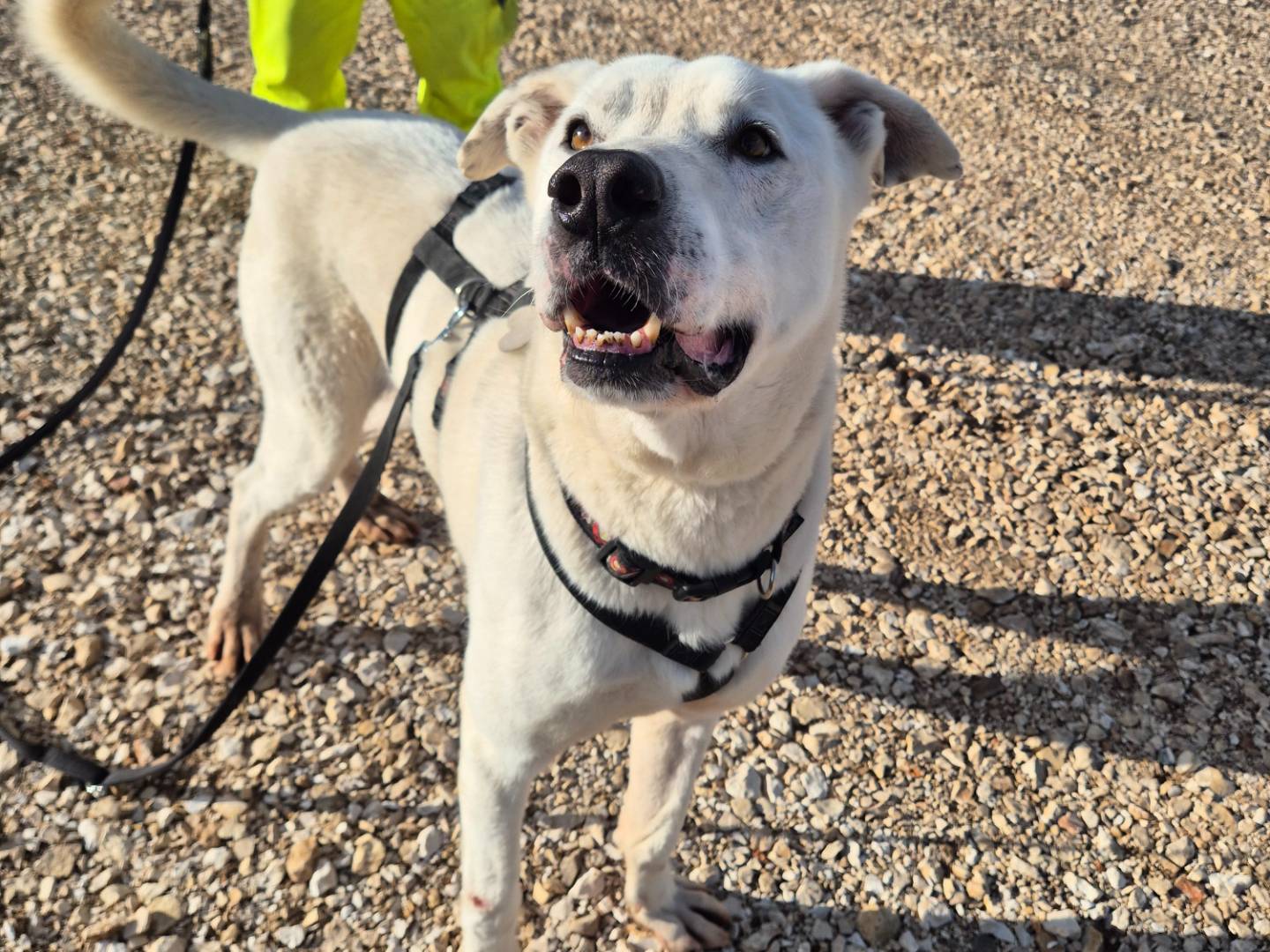 Adotta il cane Togo a Barletta