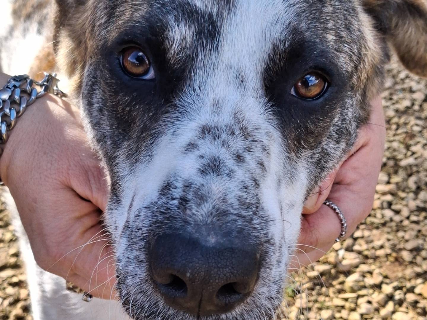 Adotta un cane, taglia gigante, maschio, Lecce