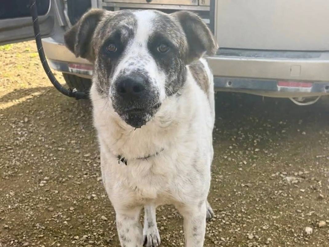 Adotta il cane Bobby a Lecce