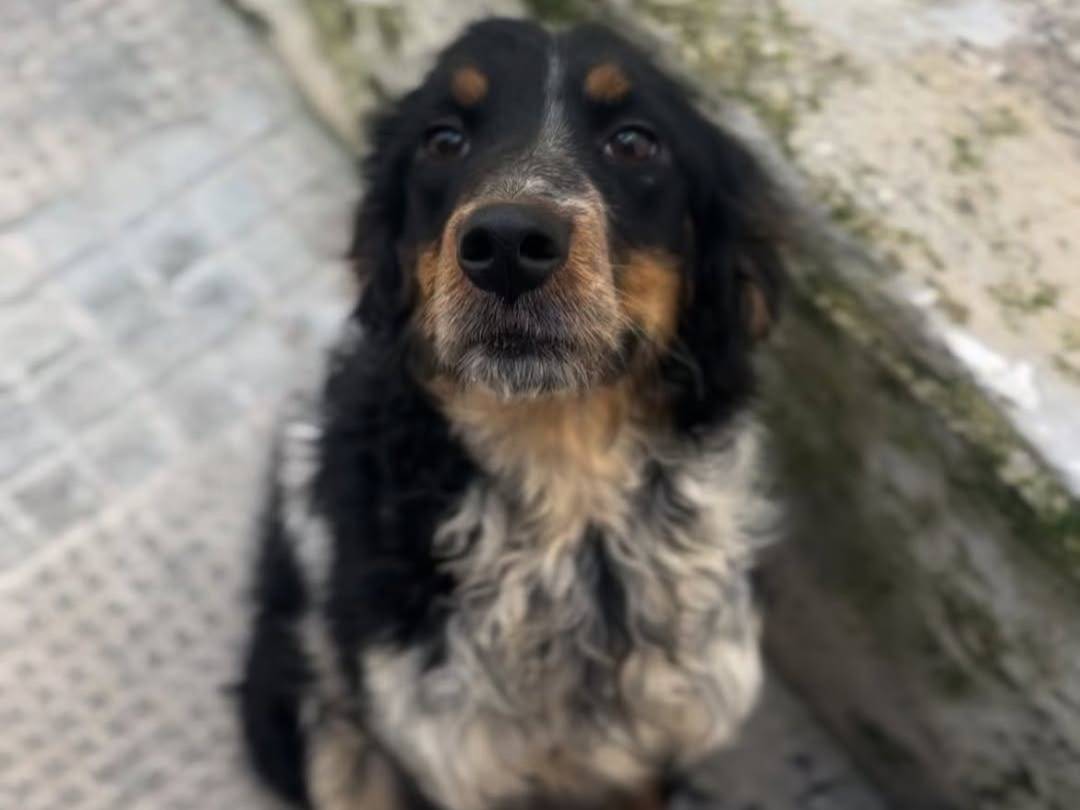 Vuoi adottare un cane a Lecce?