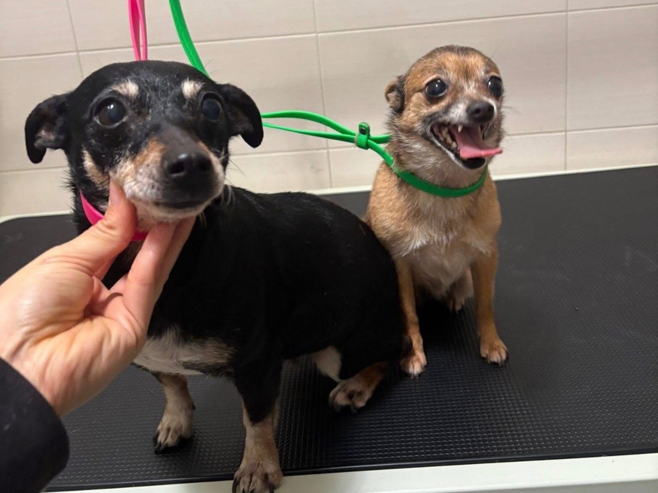 Adozione cane, femmina, Razza sconosciuta Razza sconosciuta, 7 anni e 3 mesi, taglia piccola, Barletta