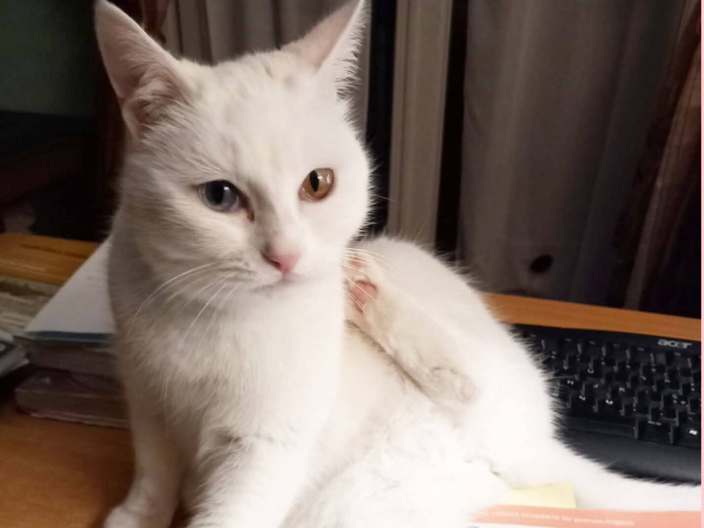 Adozione gatto, femmina, Razza sconosciuta Razza sconosciuta, 1 anno e 11 mesi, taglia non valida, Torino