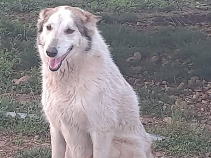 Adotta un cane, femmina, 6 anni e 6 mesi, Mantova