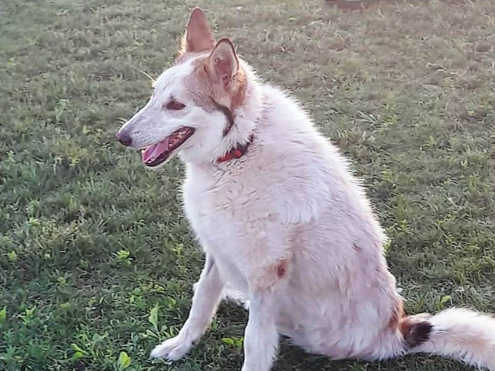 Vuoi adottare un cane a Mantova?