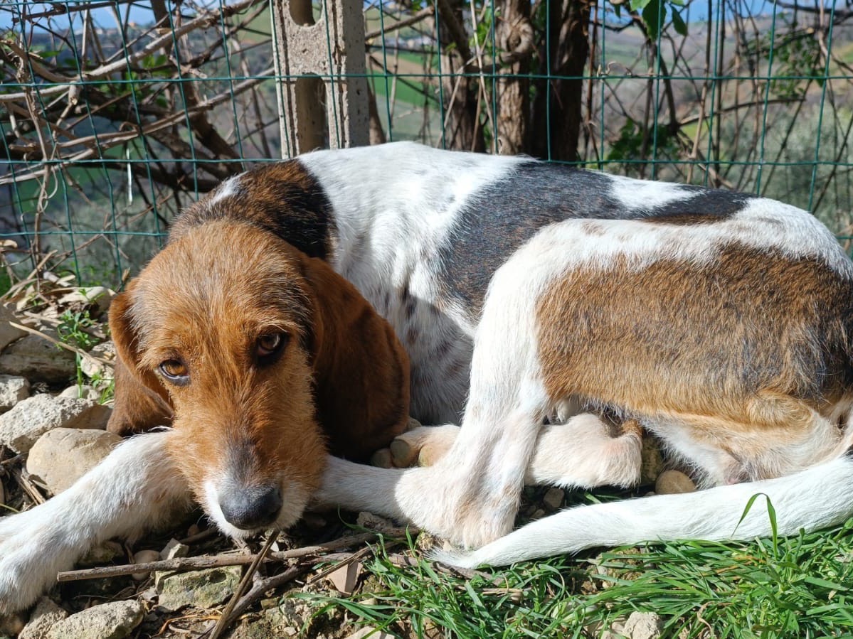 Adozione cane, femmina, Segugio Razza sconosciuta, 1 anno e 11 mesi, taglia media, Pescara