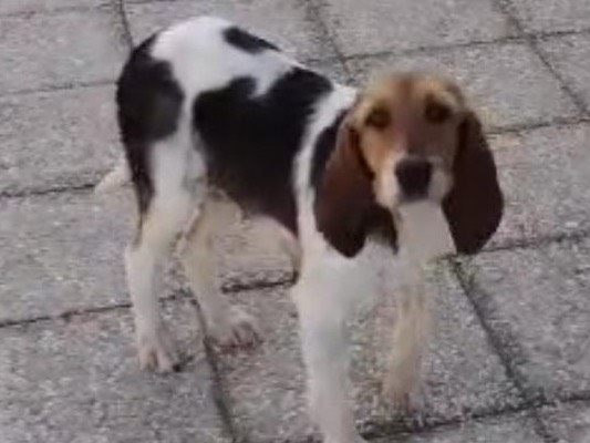 Adotta un cane, femmina, 1 anno e 11 mesi, Pescara