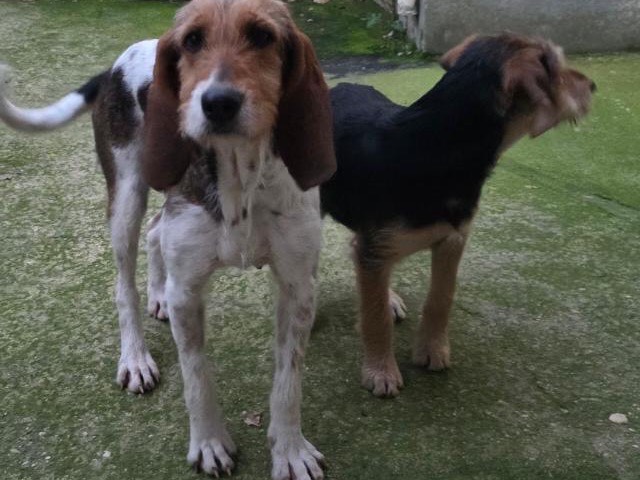 Adotta un cane, taglia media, femmina, Pescara