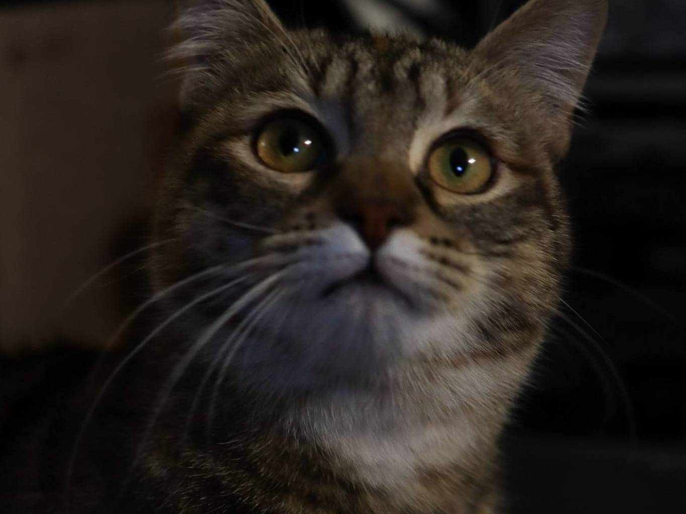 Vuoi adottare un gatto a Brescia?