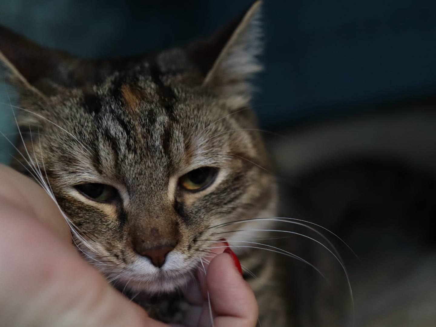 Adotta il gatto Aria a Brescia