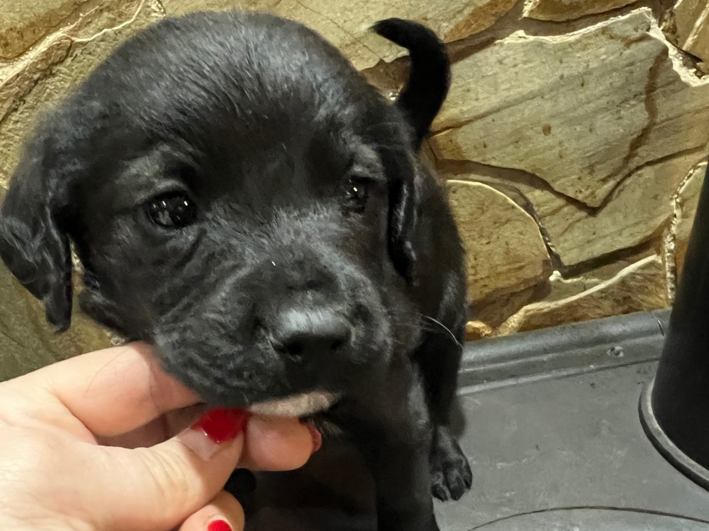 Vuoi adottare un cane a Enna?