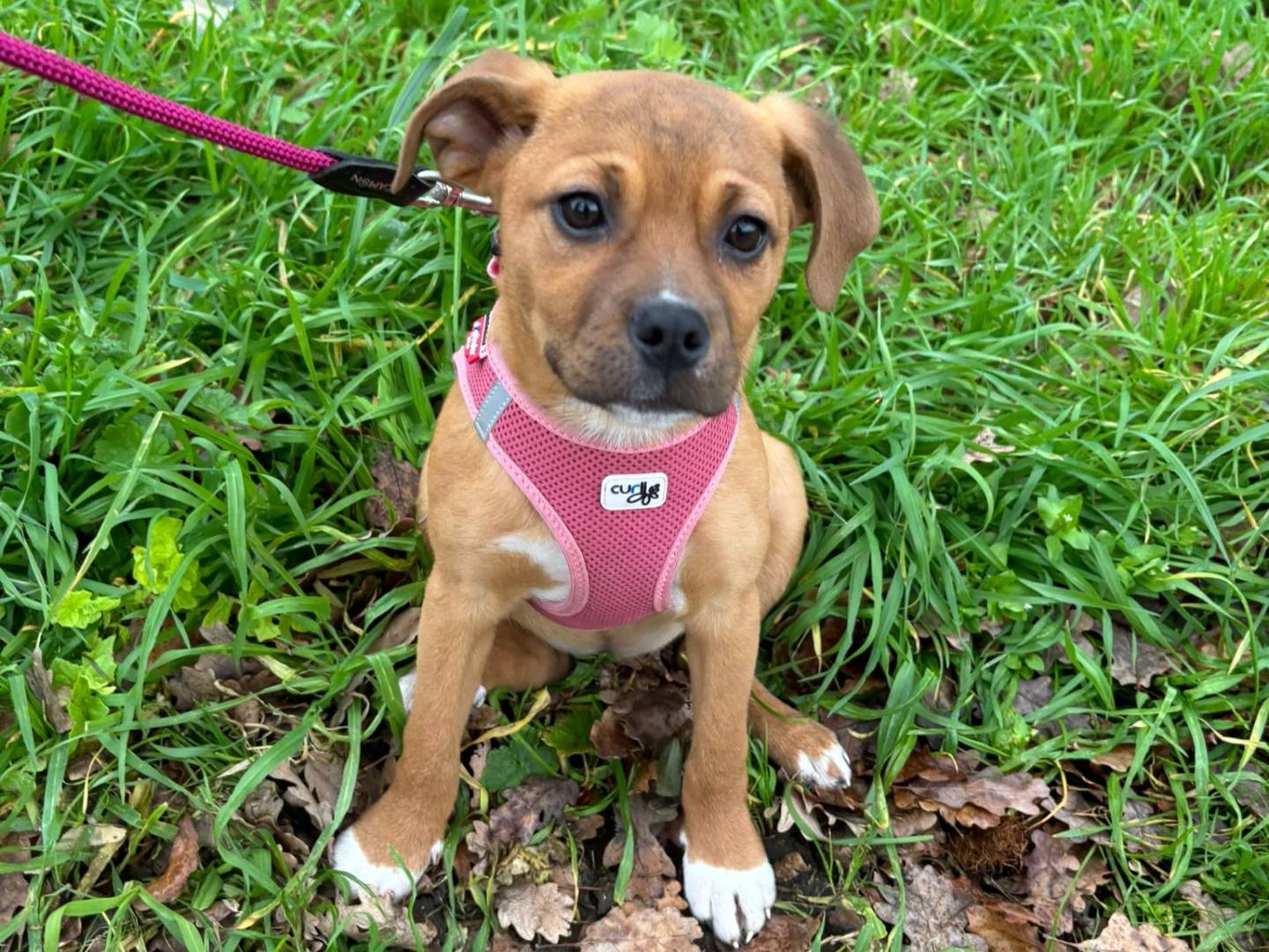 Adozione cane, femmina, Razza sconosciuta Razza sconosciuta, 4 mesi, taglia media contenuta, Bari