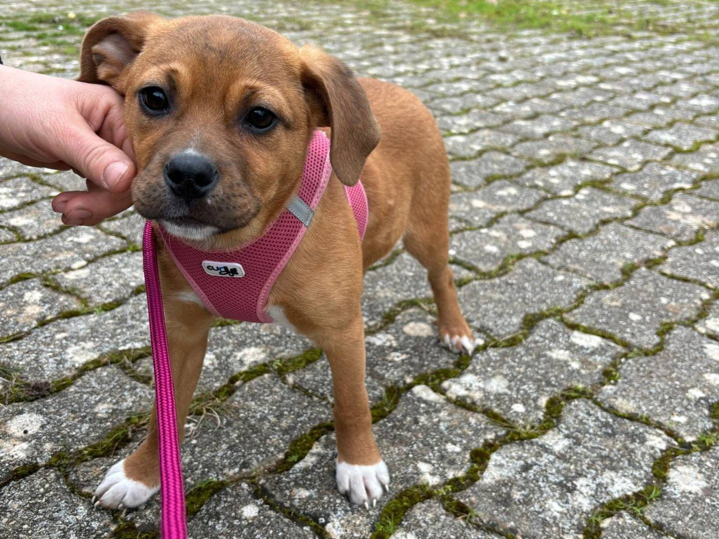 Adotta un cane, femmina, 4 mesi, Bari