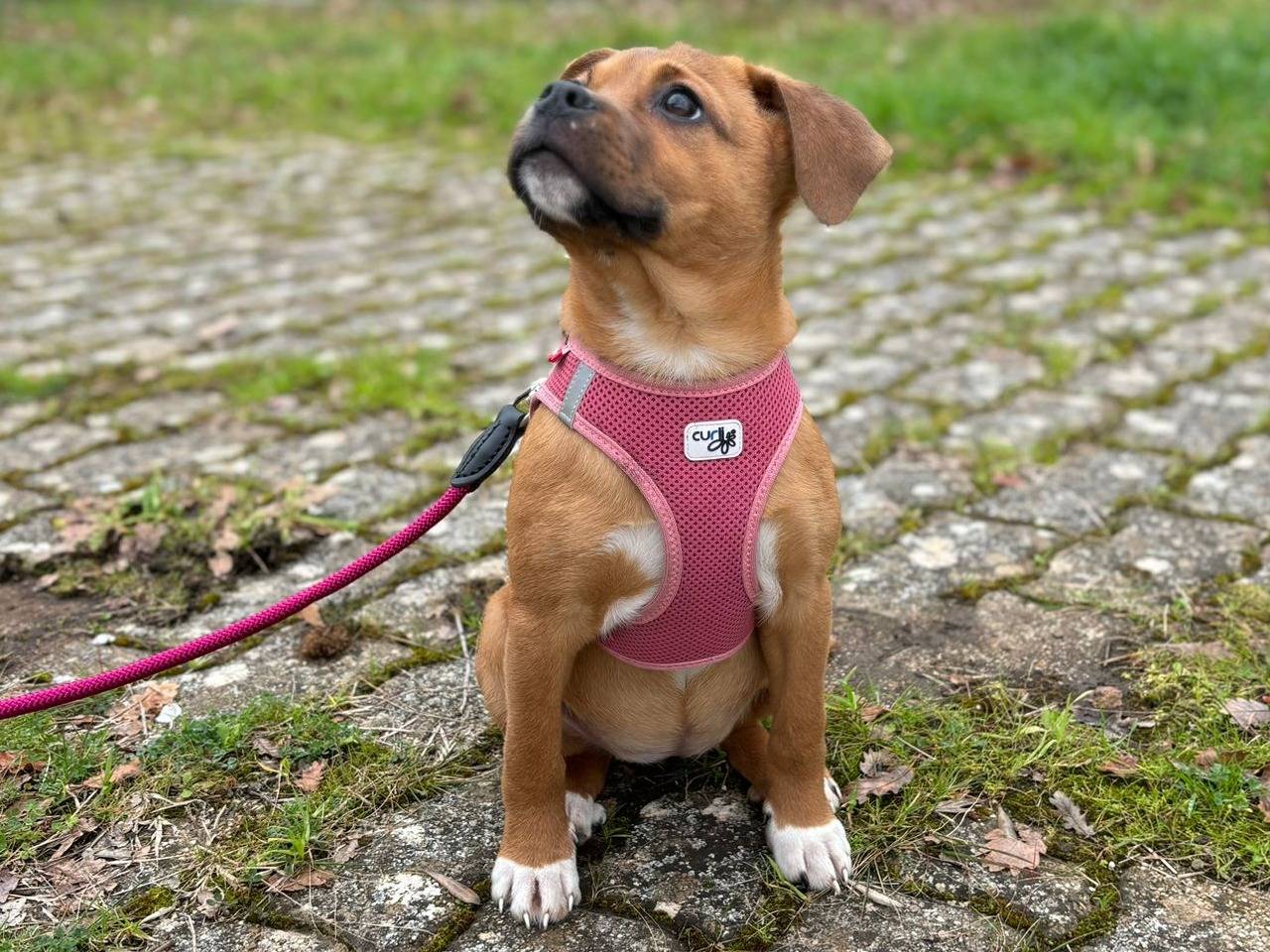 Adotta un cane, taglia media contenuta, femmina, Bari