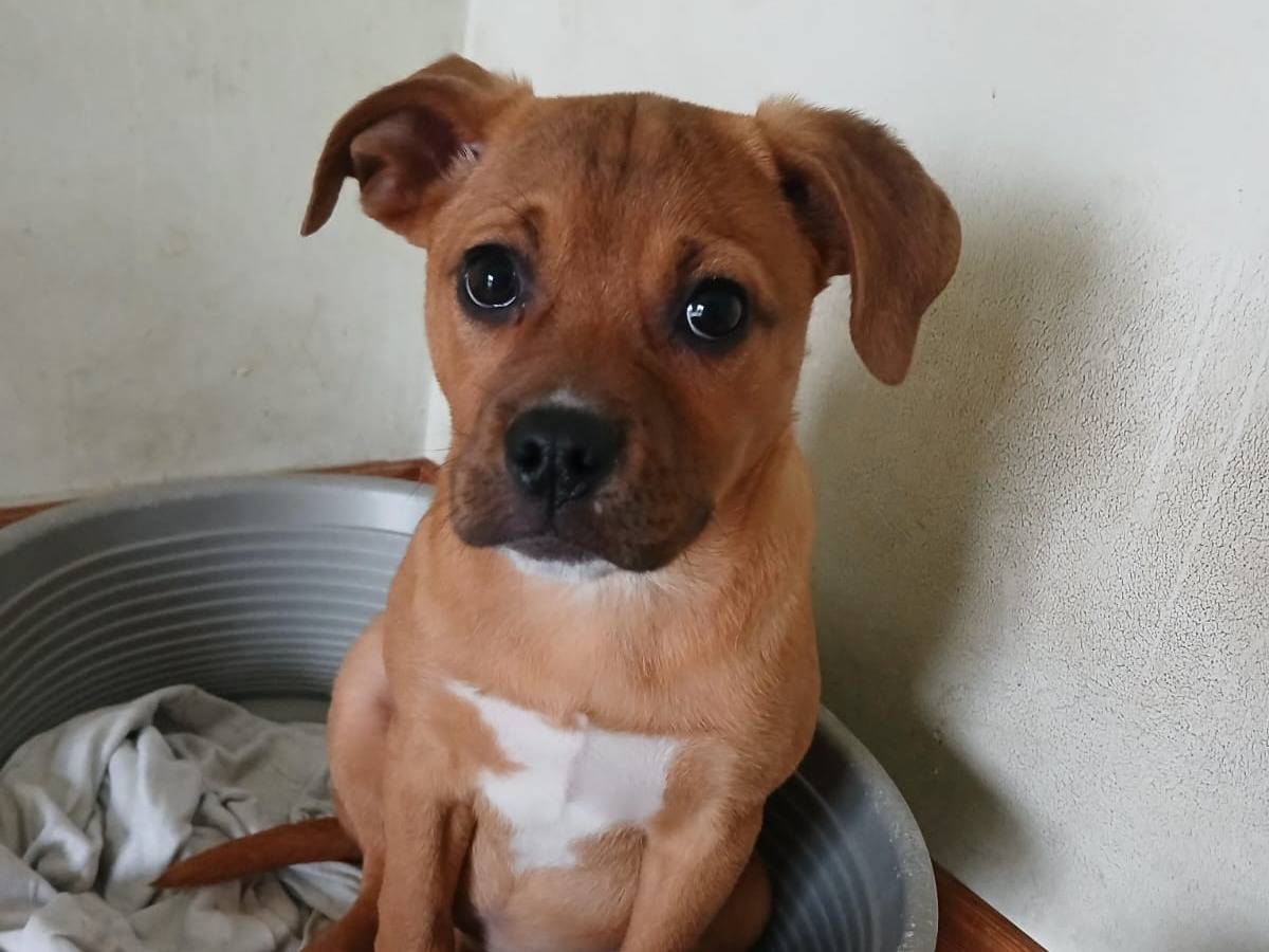 Vuoi adottare un cane a Bari?