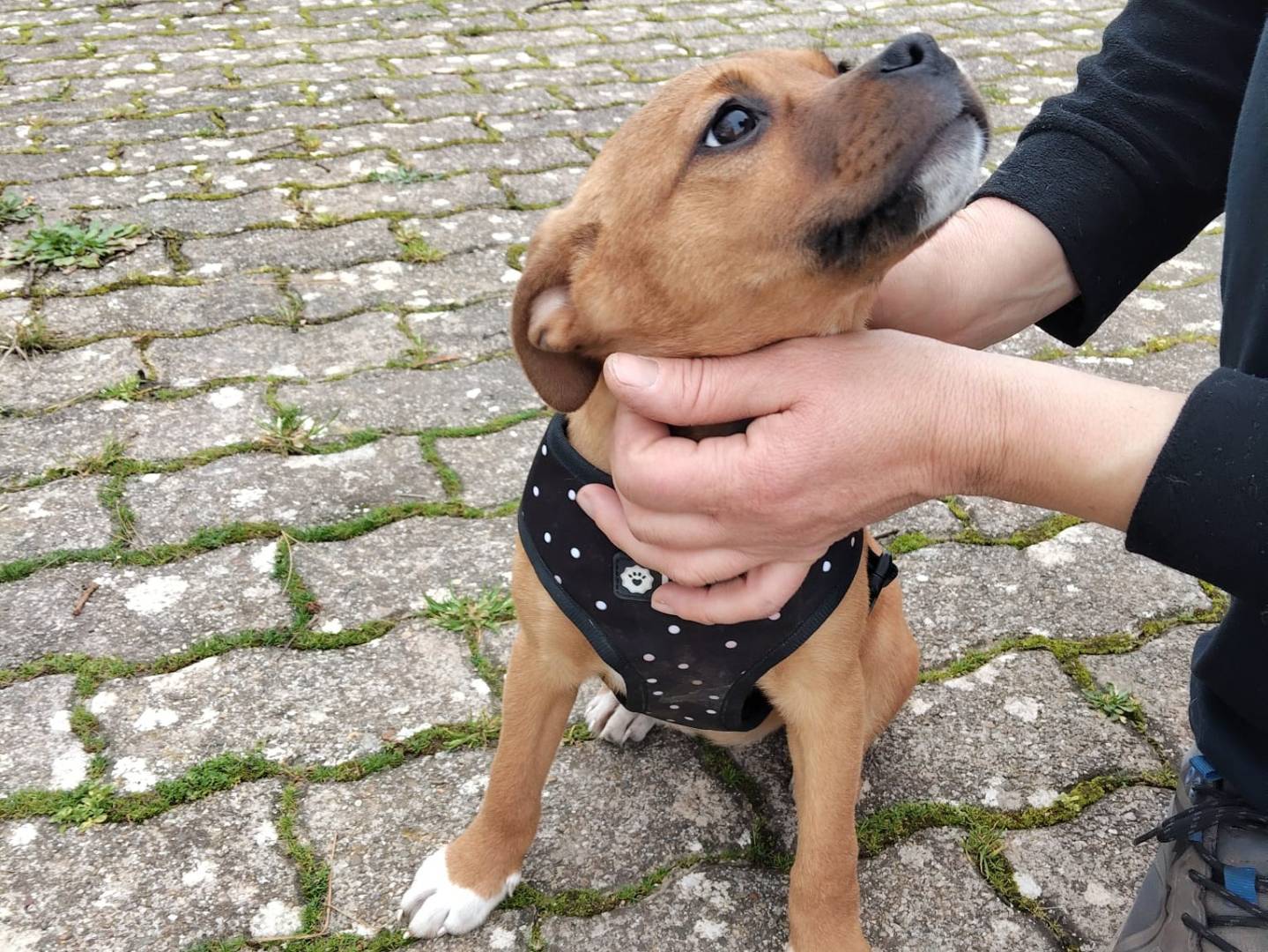 Adotta il cane Katy a Bari