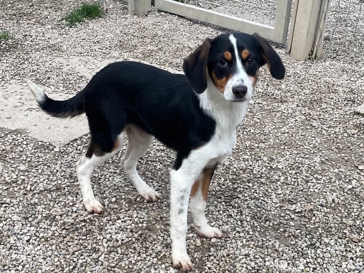 Adotta un cane, femmina, 4 mesi, Treviso