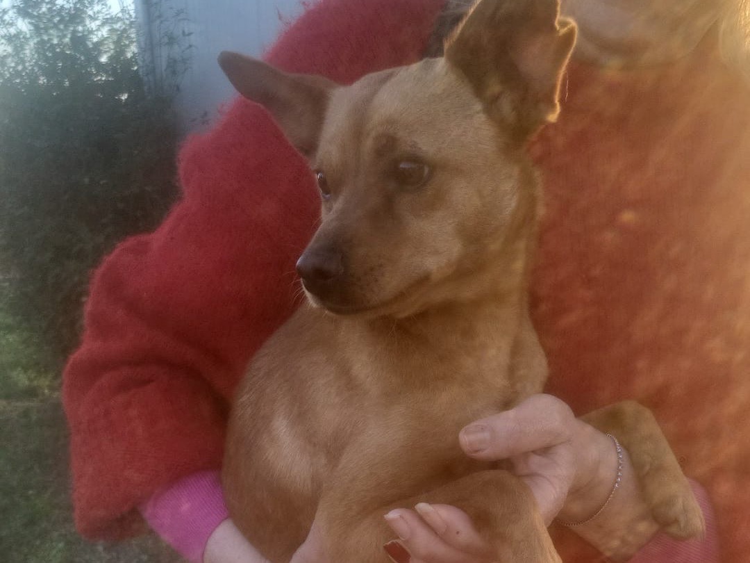 Adotta un cane, femmina, 2 anni e 3 mesi, Vibo