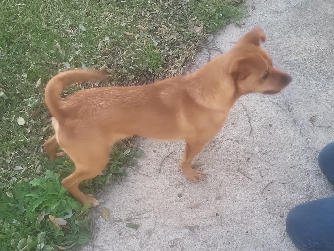 Adotta un cane, taglia piccola, femmina, Vibo