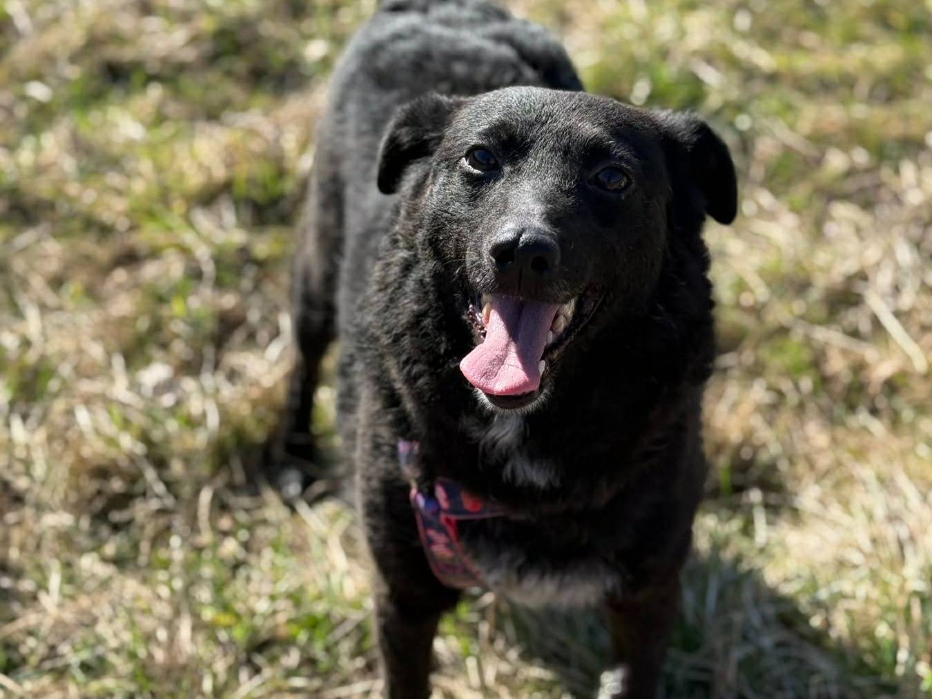 Adozione cane, femmina, Razza sconosciuta Razza sconosciuta, 2 anni e 7 mesi, taglia media contenuta, Firenze