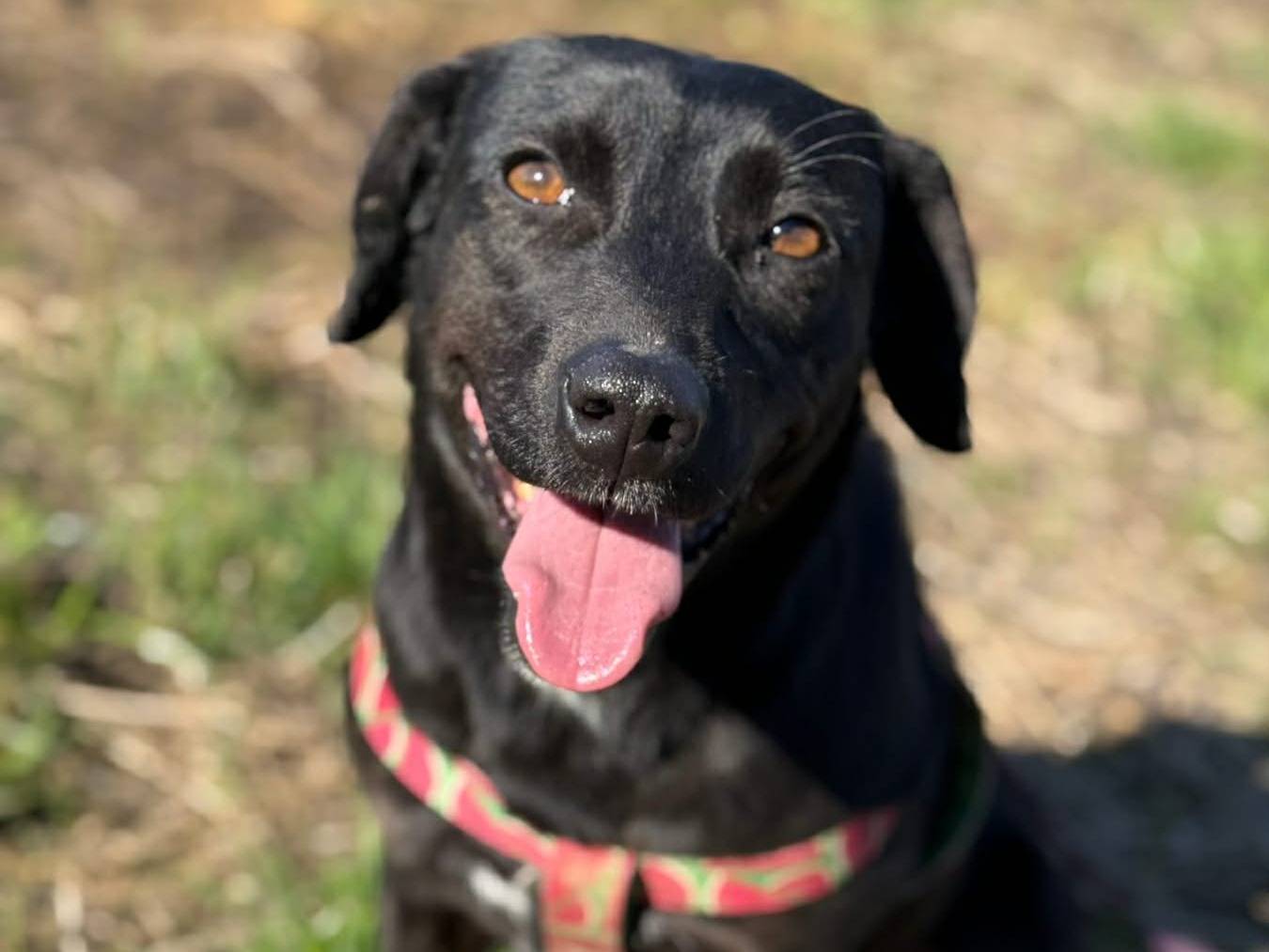 Adotta il cane ZARA a Firenze