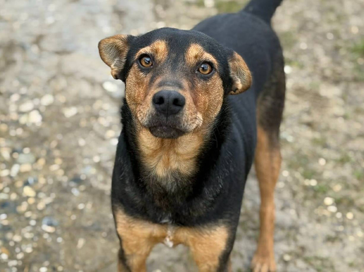 Adotta il cane ENA a Firenze