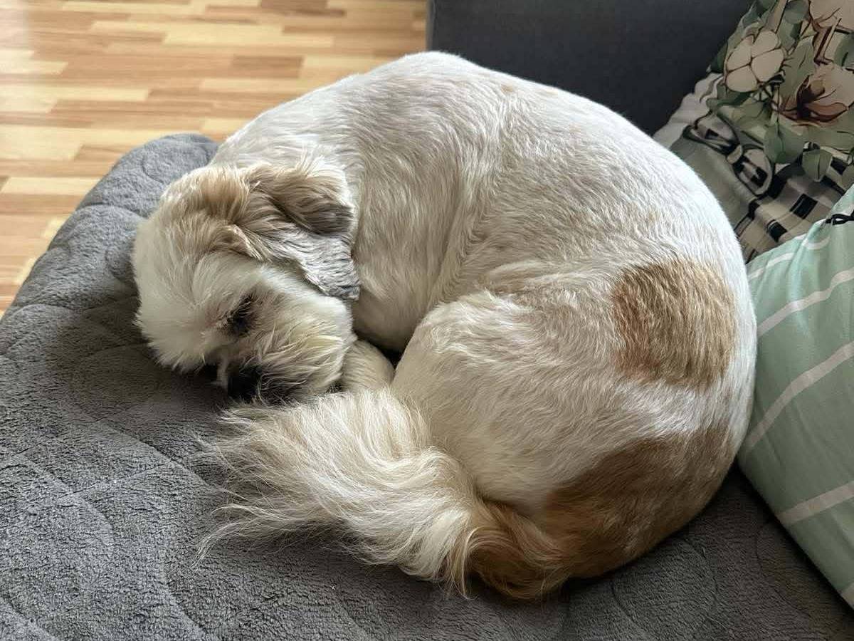 Vuoi adottare un cane a Firenze?