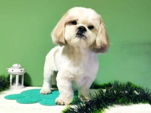 Adotta il cane PINOLO a Firenze