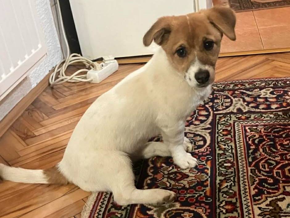 Adotta un cane, femmina, 4 mesi, Firenze