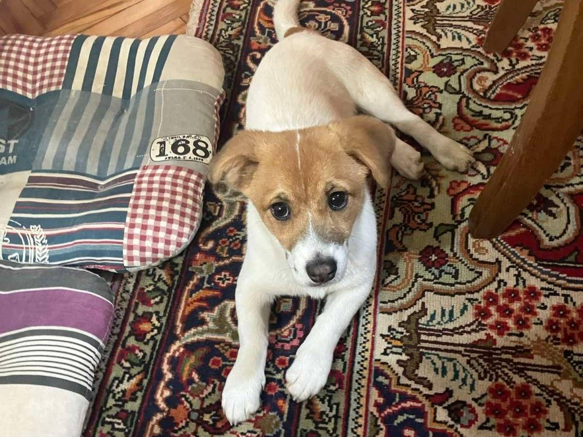 Adotta un cane, taglia piccola, femmina, Firenze