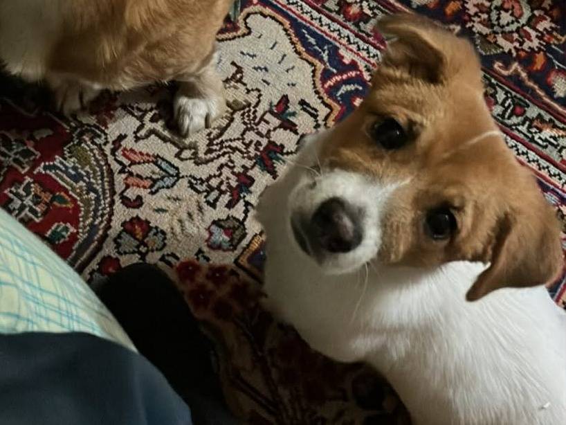 Adotta il cane CHLOE a Firenze