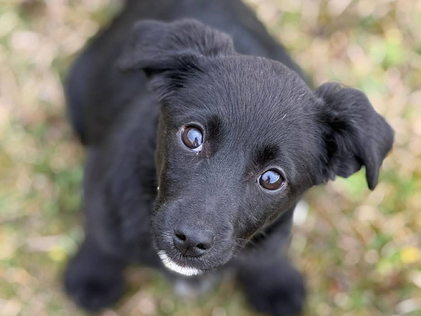 Vuoi adottare un cane a Firenze?