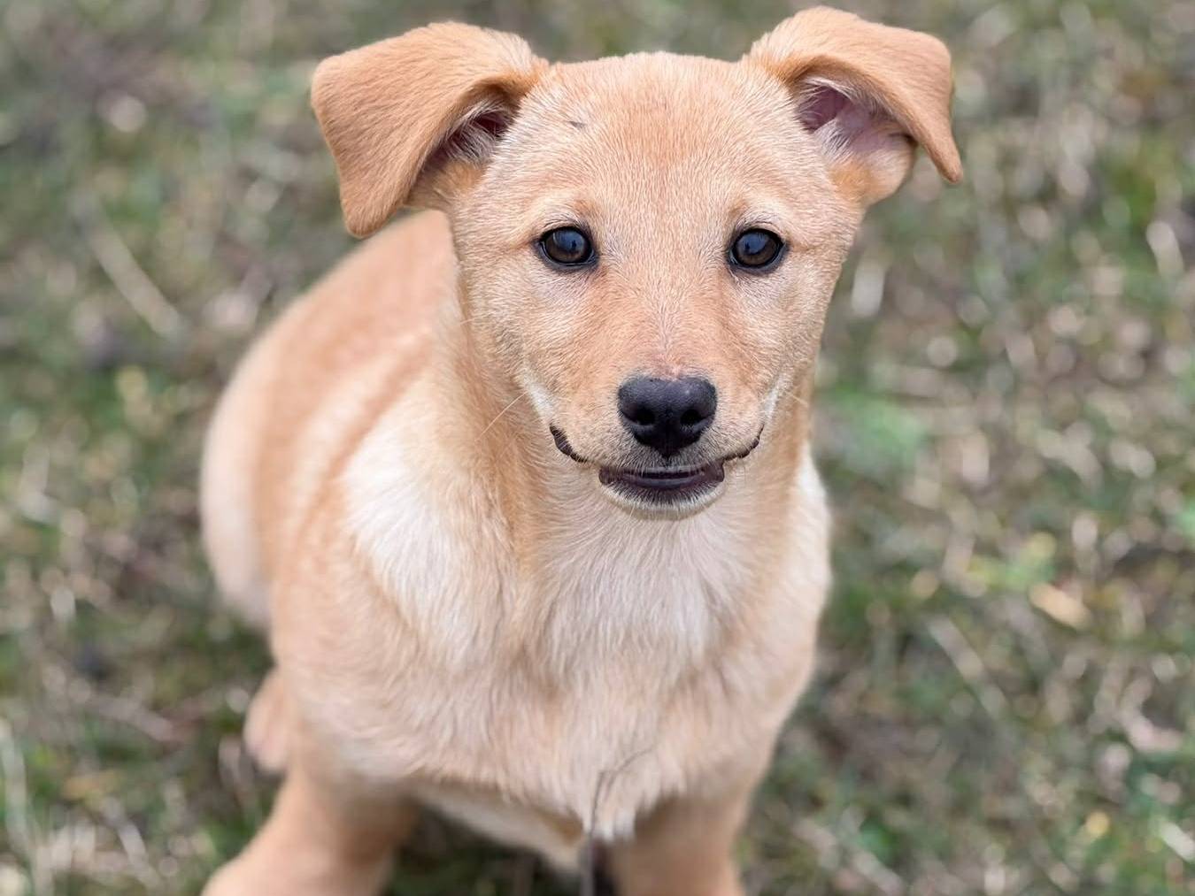 Adotta il cane V GIRLS a Firenze