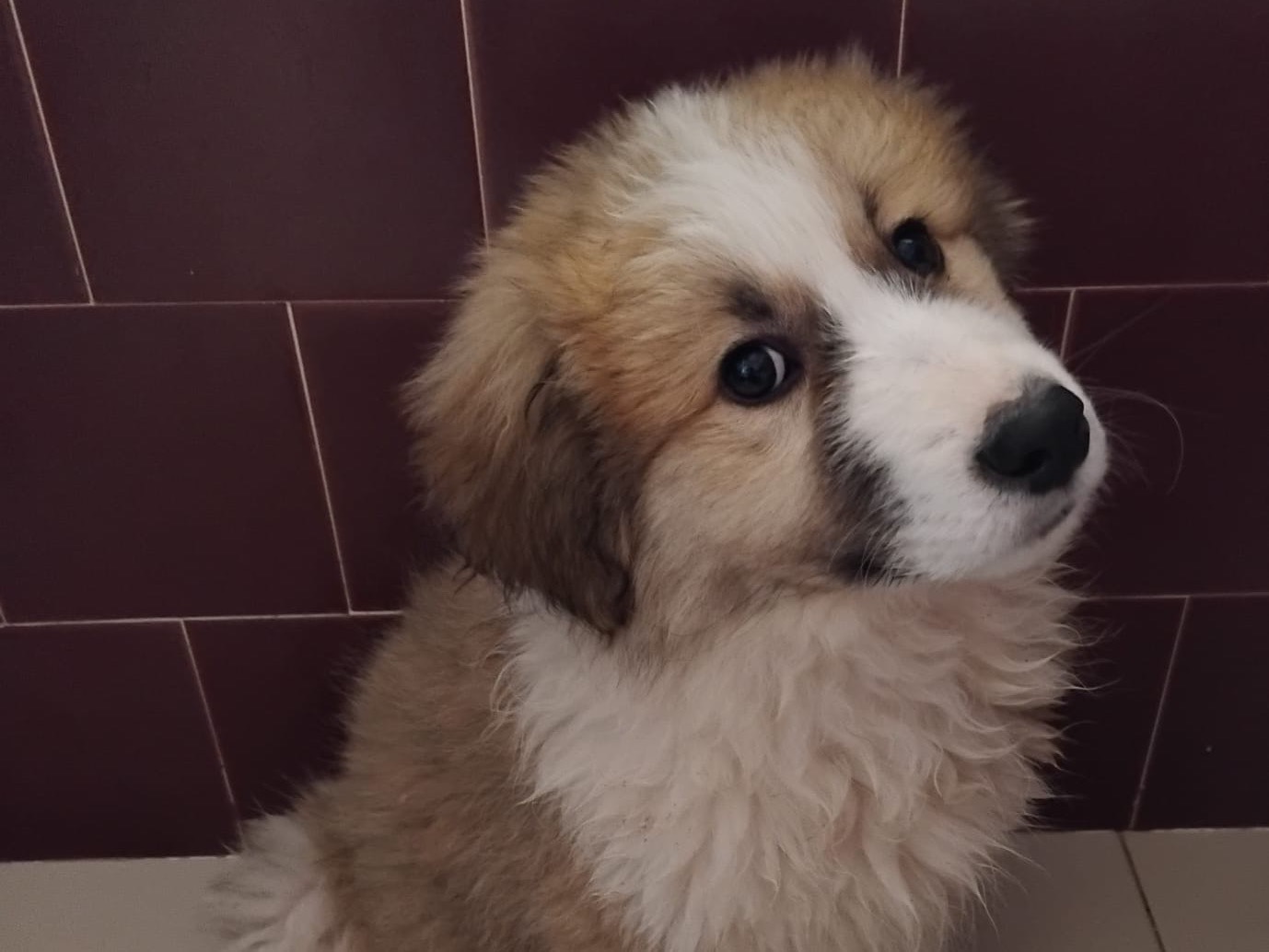 Vuoi adottare un cane a Enna?