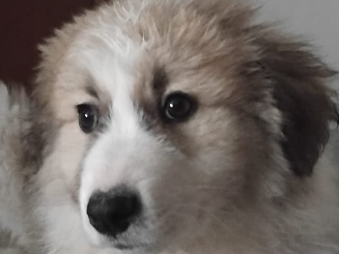 Adotta il cane FRANZ a Enna