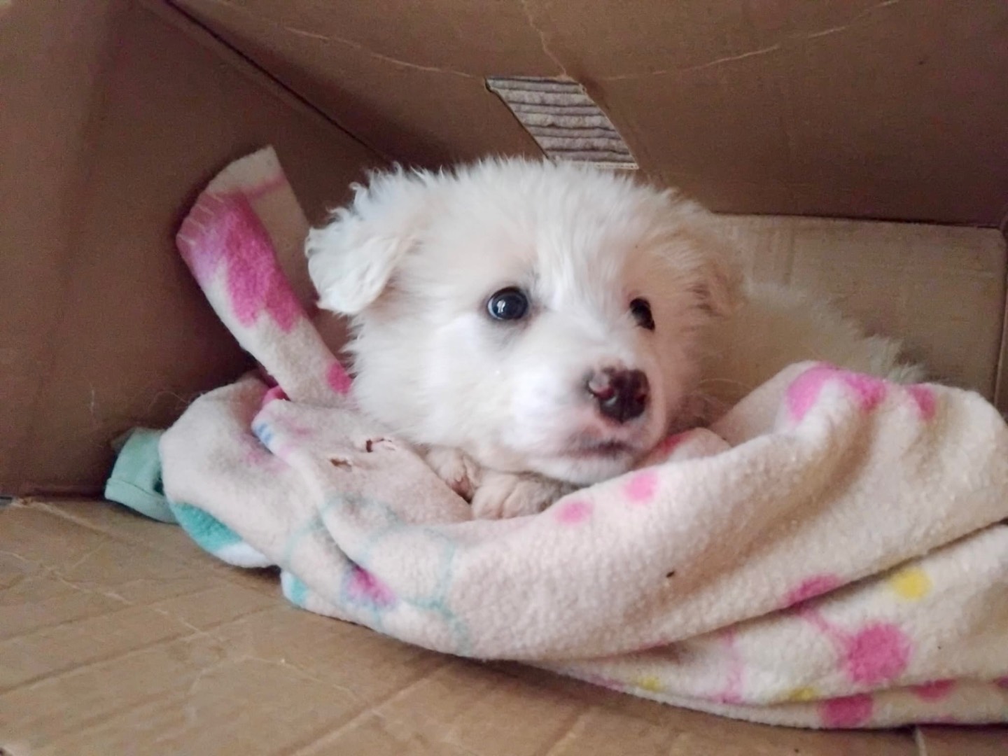 Adotta un cane, taglia grande, maschio, Enna