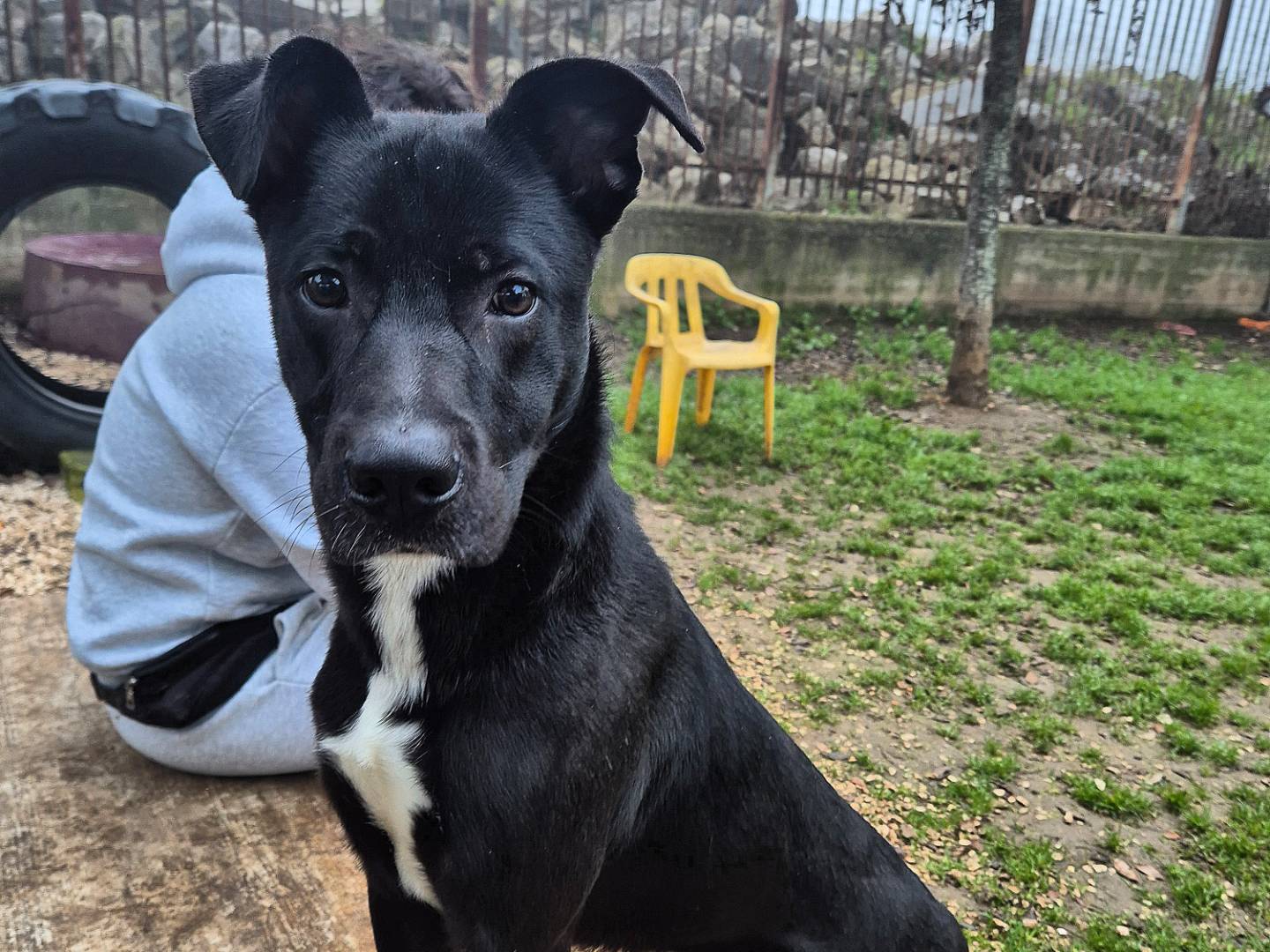 Adotta il cane Onyx a Barletta