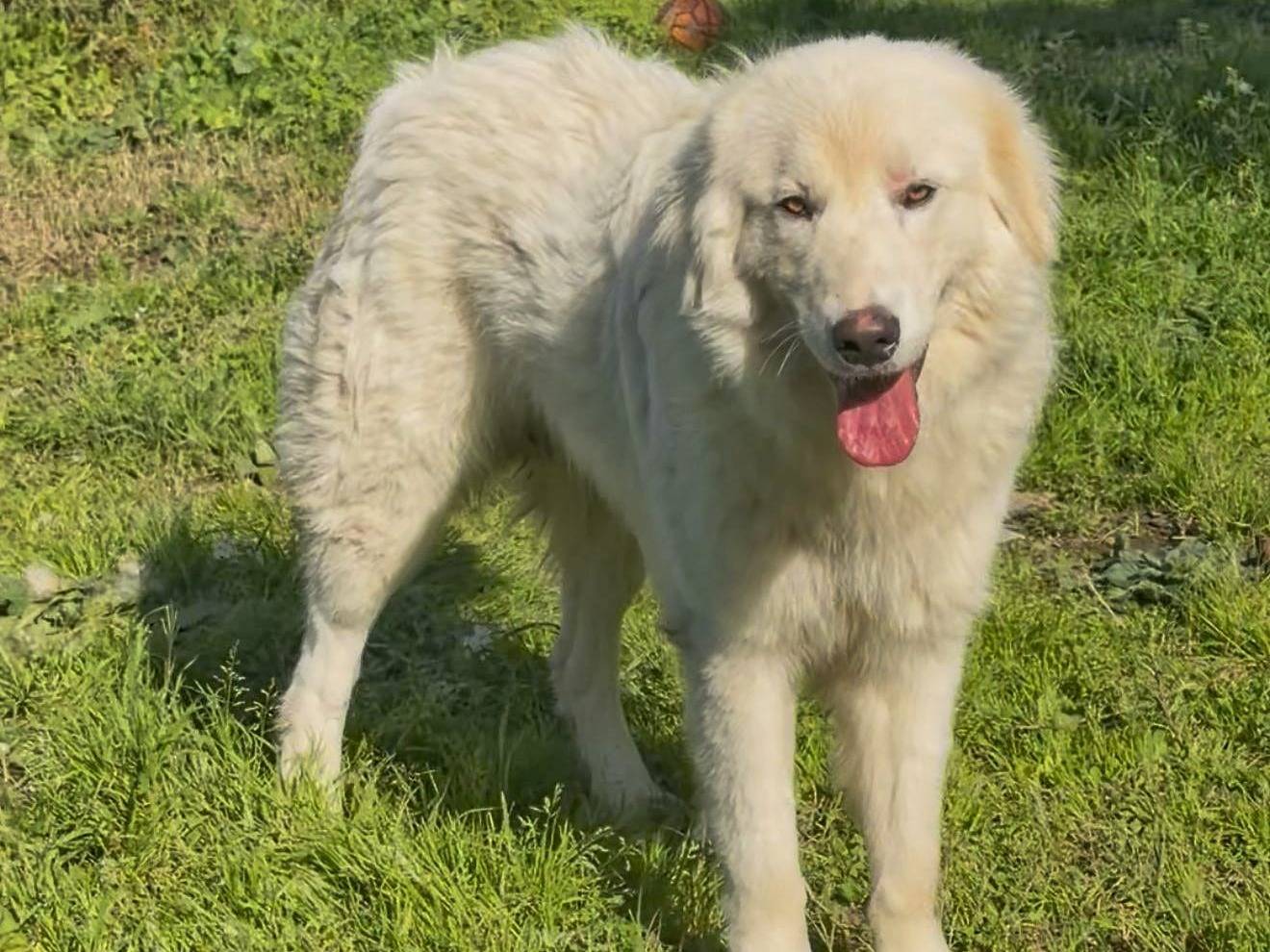 Vuoi adottare un cane a Crotone?