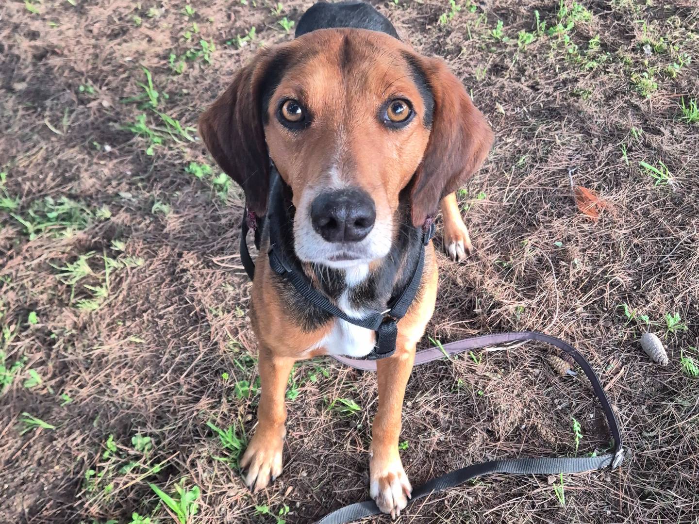 Vuoi adottare un cane a Barletta?
