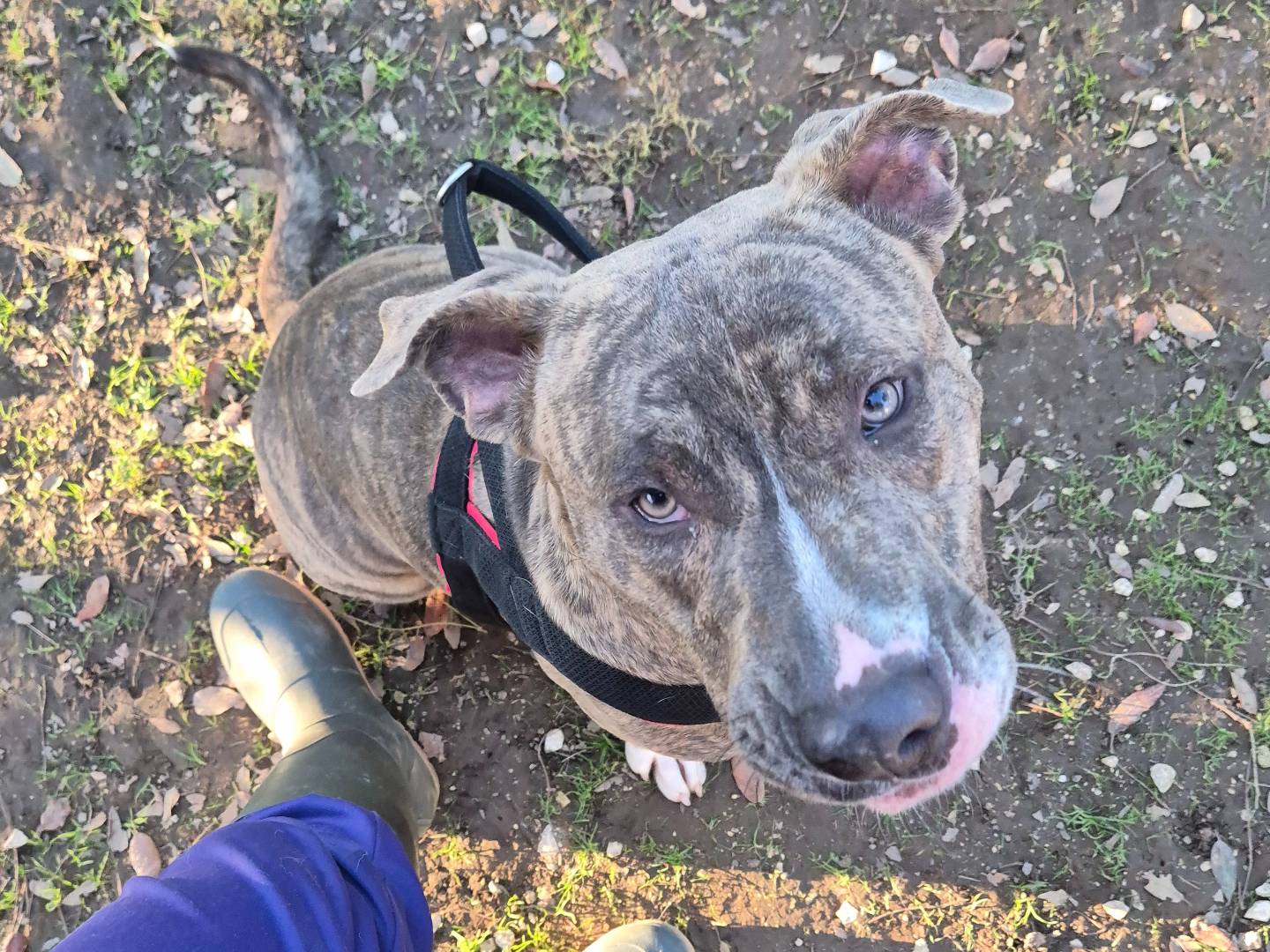 Vuoi adottare un cane a Barletta?